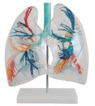 供应透明肺段YR-A1058