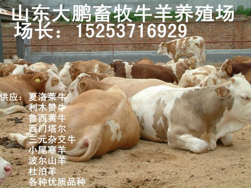 养殖肉牛技术肉牛肉羊价格批发