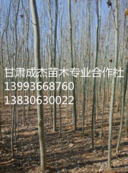 甘肃最大的新疆杨基地自产自销胸径1-15公分新疆杨