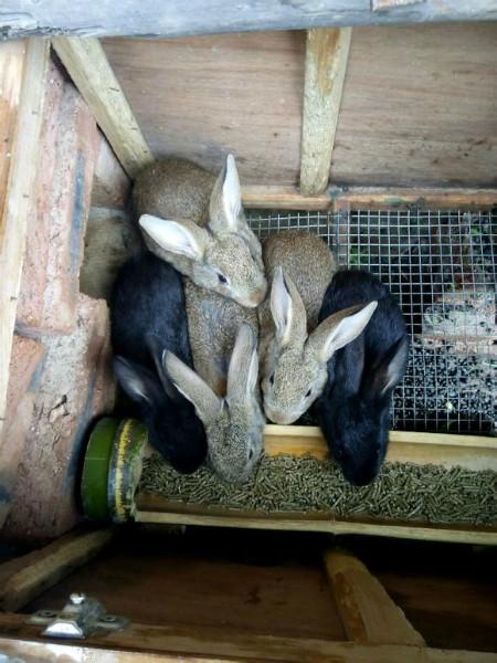 供应野兔养殖，野兔报价，野兔养殖，野兔价格