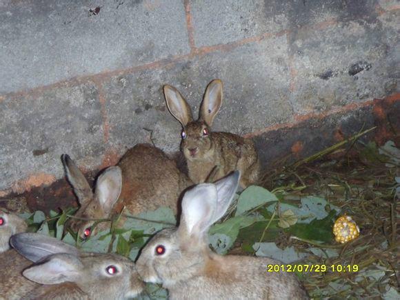 供应河北沧州杂交野兔养殖技术，杂交野兔的报价，杂交野兔价格