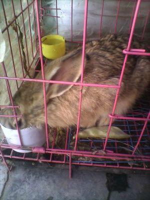 供应青县杂交野兔报价，杂交野兔在哪购买，杂交野兔购买