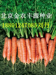 供应马年秋季胡萝卜种子价格行情胡萝卜种子厂家基地