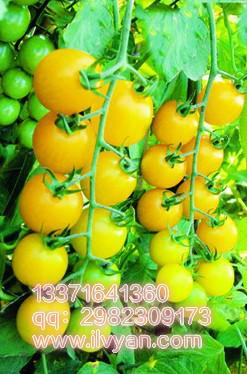 供应黄番茄种子/小番茄种子/特色番茄种子/进口特色番茄种子/绿研番茄种子图片