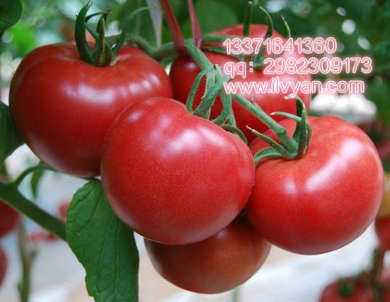 欧迪特西红柿种子硬果番茄种子批发