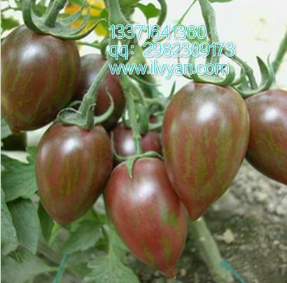 供应黑凤凰黑番茄种子黑珍珠黑番茄种子早熟黑番茄种子