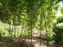 供应竹子/优质竹子/竹子生产商/竹子奥景园林