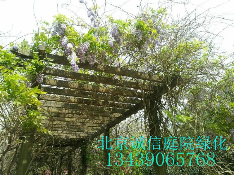 供应北京丰台区绿化养护、屋顶花园设计制作13439065768