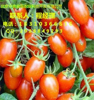 樱桃番茄种子黄色小番茄种子批发