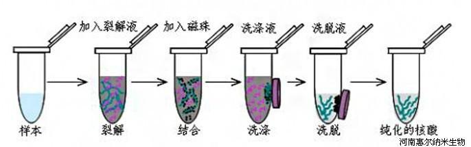 供应惠彤磁珠法动物组织DNA提取试剂盒
