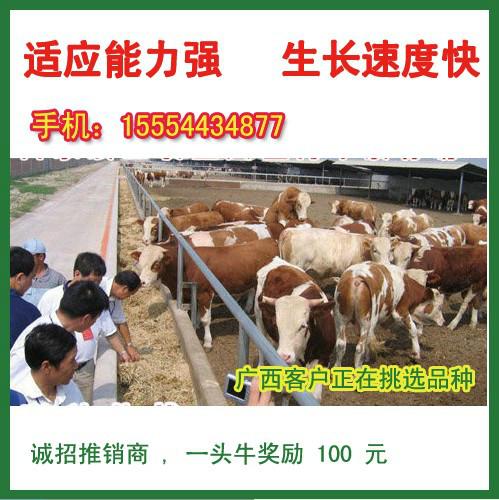 济宁市哪里的肉牛小牛犊便宜厂家