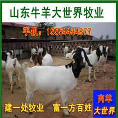 济宁市小尾寒羊厂家供应小尾寒羊小尾寒羊价格小尾寒羊养殖场