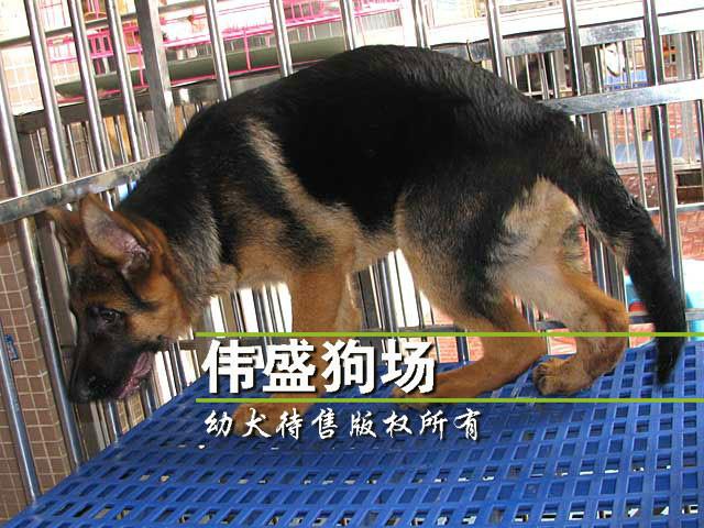 广州哪里有卖德国牧羊犬批发