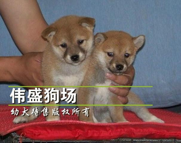 供应 广州柴犬价格广州哪里有卖柴犬
