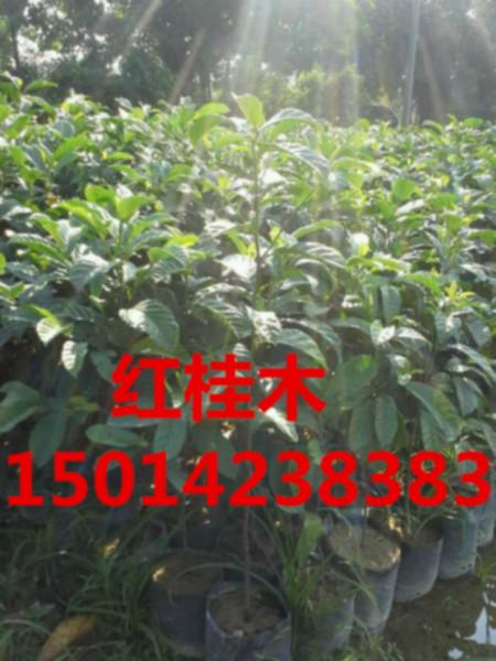 供应广东广州30公分高红桂木树苗优惠价，30公分高红桂木小苗大减价