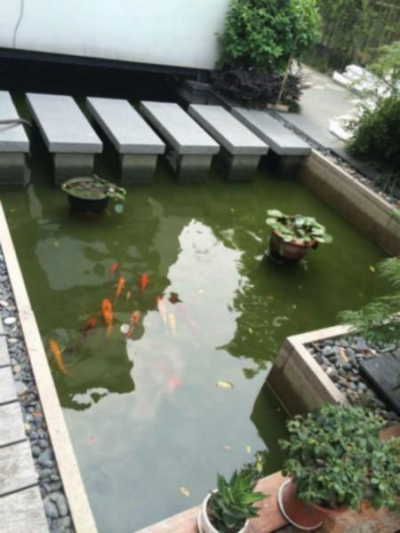 供应广汉市专业别墅假山鱼池水净化循环