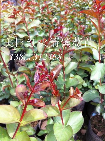 供应桂林紫薇苗木种植基地红火箭紫薇