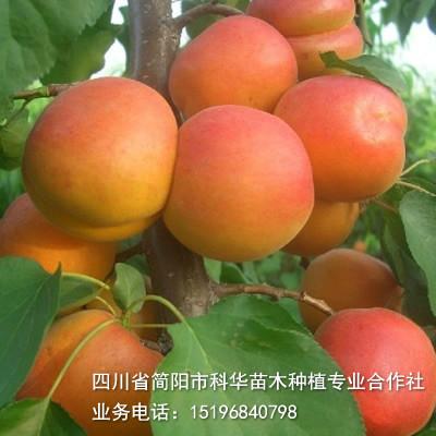 供应简阳市科华苗木-大量出售优质杏苗图片