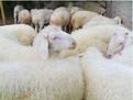 徐州市波尔山羊育肥羊厂家供应波尔山羊育肥羊