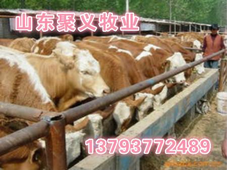 供应西门塔尔小牛价格肉牛价格肉牛犊养殖