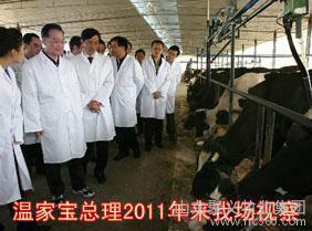 供应西门塔尔牛纯种改良小牛2-7个月