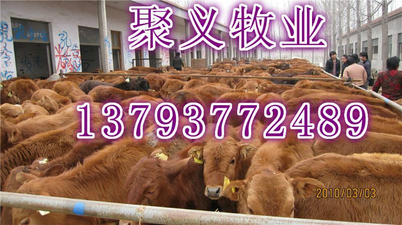 鲁西黄牛肉牛改良牛犊2-8个月的批发