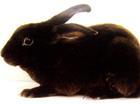 黑兔子黑兔价格黑兔养殖批发