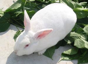 新西兰兔养殖技术批发