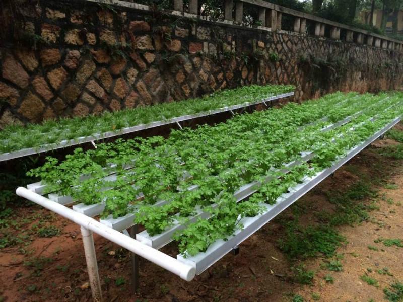 供应用于无土栽培科技的学校无土栽培蔬菜农业技术体验基地
