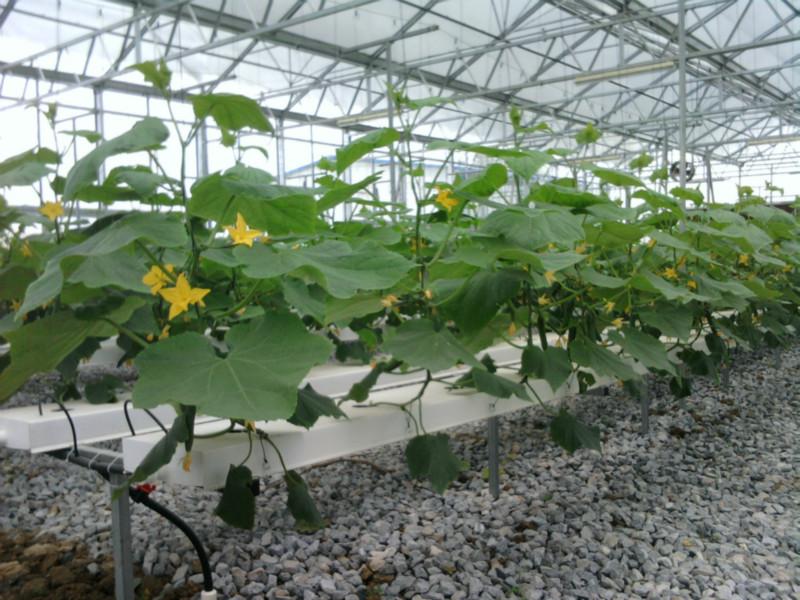 供应用于无土蔬菜种植|水培技术的广东黄瓜丝瓜无土栽培设备及营养液
