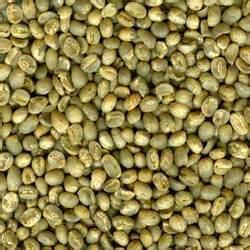 绿咖啡豆提取物批发