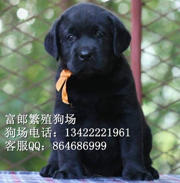 广州哪里有出售宠物狗 纯种拉布拉多幼犬市场价格多少 富郎狗场