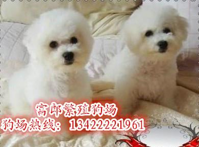 广州边度有卖宠物狗 广州比熊幼犬的价格多少 