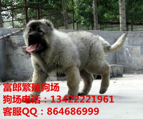 广州哪里有狗场 广州哪里有出售高加索犬 高加索好养吗 图片