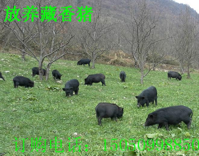 供应北京藏香猪养殖