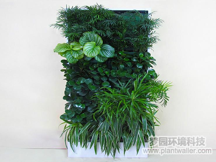 小型植物墙系统批发