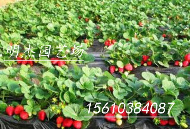 供应土特拉草莓苗