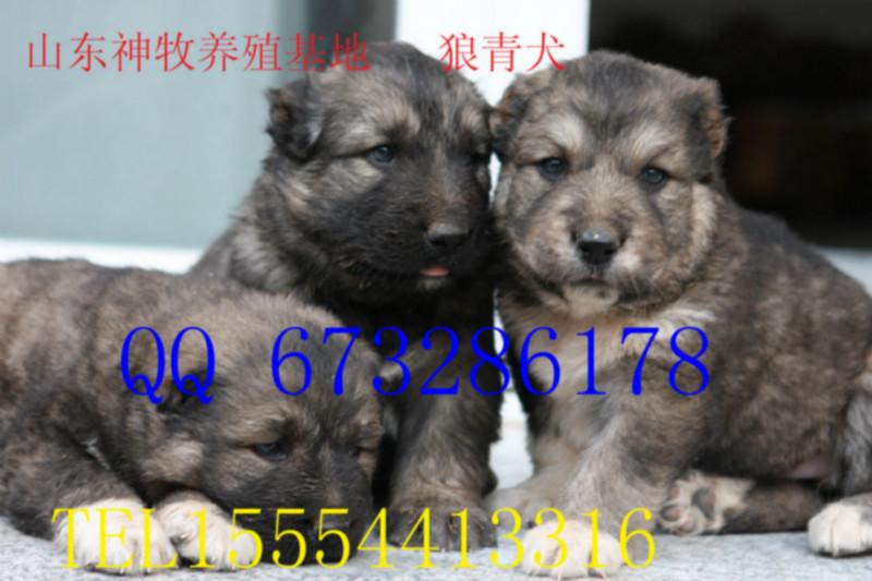 供应黑龙江狼青犬价格，狼青犬养殖，狼青犬幼崽