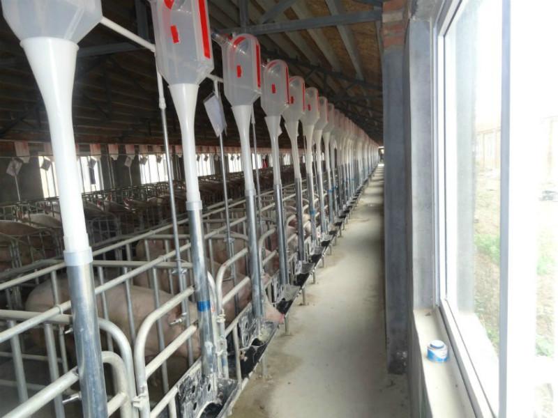 供应自动化养猪设备料线厂家 猪场自动料线  养猪设备  养殖设备图片