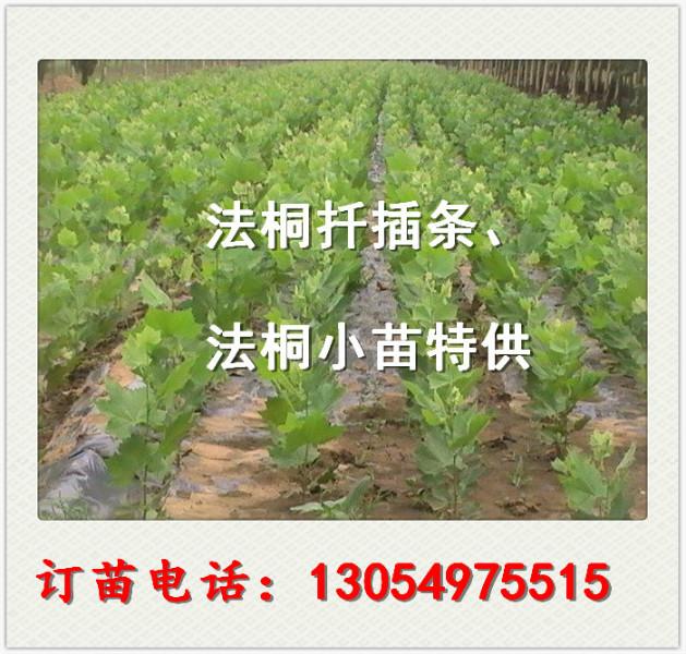 供应2014年河北邯郸处理胸径5公分6公分法桐价格