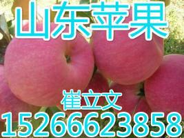 供应青岛红富士苹果哪里便宜？青岛红富士苹果批发价格，青岛红富士苹果