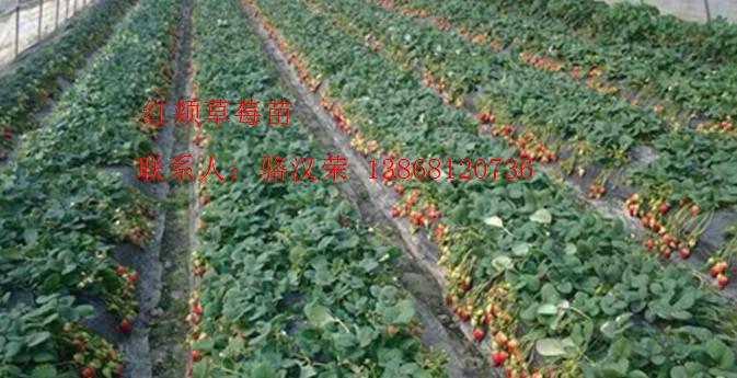 杭州市脱毒培育红颜草莓苗批发厂家