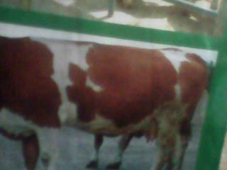 供应肉牛的疾病防治，肉牛的养殖，肉牛的价格