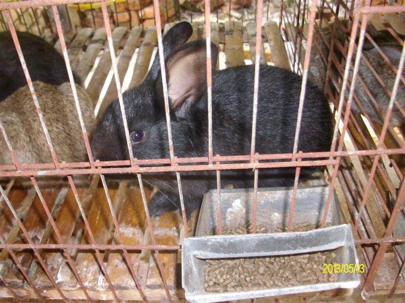 济宁市黑兔苗价格厂家供应黑兔苗价格  黑兔价格 免费提供养殖技术 回收商品兔