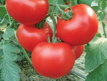 西红柿种子进口大红番茄种子批发