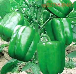 供应蔬菜种子辣椒种子长期供应蔬菜种子︱辣椒种子︱