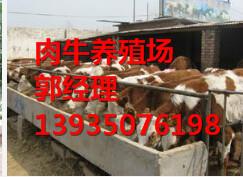 供应山西肉牛价格/肉牛养殖场/养殖基地