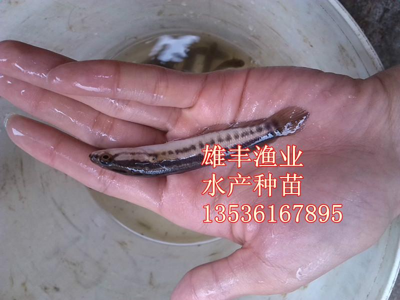 广东,化州有养黑鱼的吗