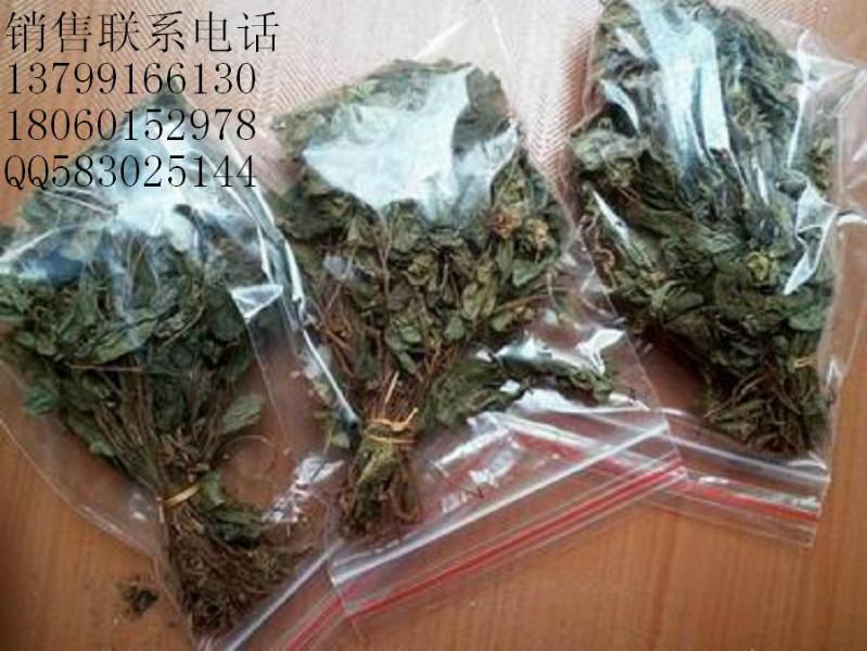 供应风鼓草