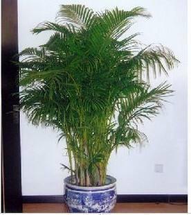 （杭州江干区）办公室植物租赁-室内植物租摆-室内盆景摆放